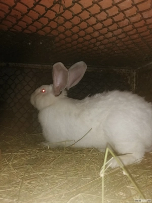 Iepuri de rasa mare  - imagine 4