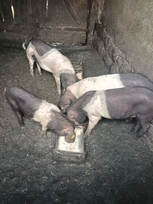 Vând purcei basna de 4 luni