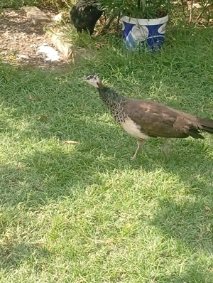 Vând păuni tineret și maturi - imagine 2