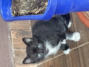 Ofer pisicuti drăguți si haioși  - imagine 2