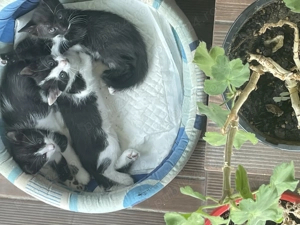 Ofer pisicuti drăguți si haioși