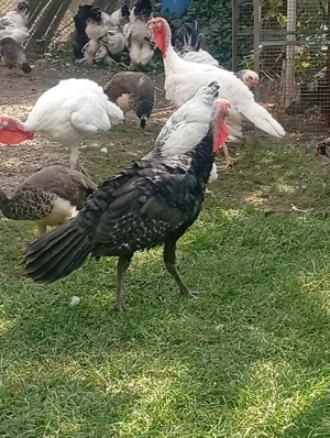 Vând cruci de casă 