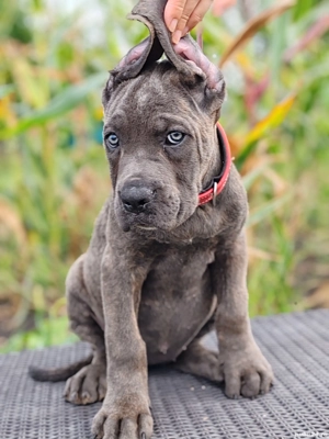 Cane corso disponibile