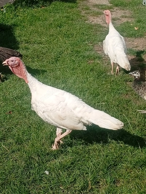 Vând cruci de casă  - imagine 2 Vând cruci de casă  - imagine 2