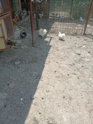 Vând familie cochin pitic