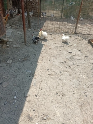 Vând familie cochin pitic - imagine 2