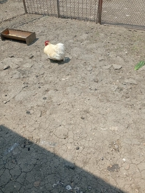 Vând familie cochin pitic - imagine 3