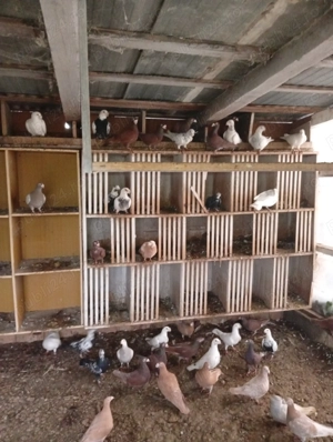 Vând porumbei m-ai multe rase - imagine 2 Vând porumbei m-ai multe rase - imagine 2