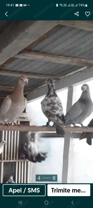 Vând porumbei m-ai multe rase