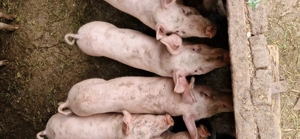 Purcei de vânzare  - imagine 3