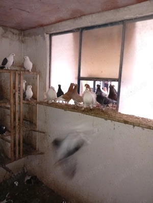 Vând porumbei m-ai multe rase - imagine 3 Vând porumbei m-ai multe rase - imagine 3