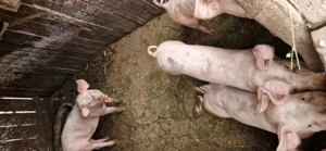 Purcei de vânzare  - imagine 2