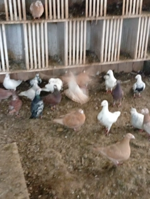 Vând porumbei m-ai multe rase - imagine 4 Vând porumbei m-ai multe rase - imagine 4