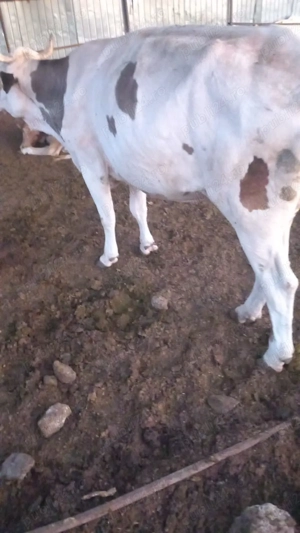 Vind viței bălțata romînească 