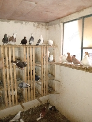 Vând porumbei m-ai multe rase - imagine 5 Vând porumbei m-ai multe rase - imagine 5