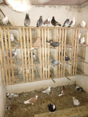 Vând porumbei m-ai multe rase - imagine 6 Vând porumbei m-ai multe rase - imagine 6