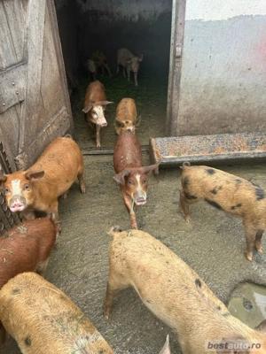 purcei de vanzare  - imagine 3