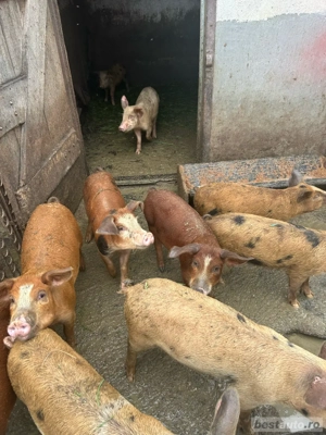 vand purcei de 16 saptamani 