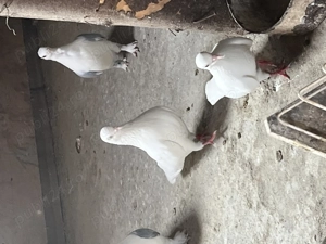 Vând sau schimb cu gaini pitice  - imagine 3 Vând sau schimb cu gaini pitice  - imagine 3