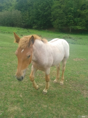 De Vânzare o Mânză și un Mânz 