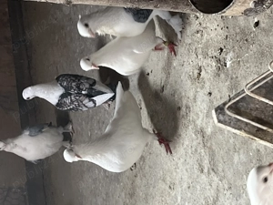 Vând sau schimb cu gaini pitice  - imagine 4 Vând sau schimb cu gaini pitice  - imagine 4