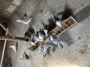 Vând sau schimb cu gaini pitice  - imagine 2 Vând sau schimb cu gaini pitice  - imagine 2