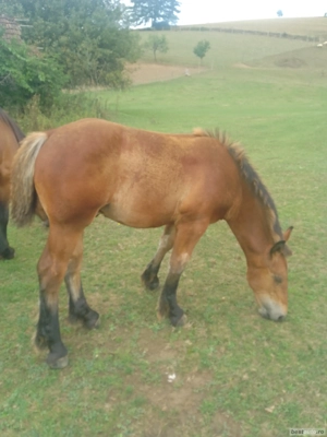 De Vânzare o Mânză și un Mânz  - imagine 2 De Vânzare o Mânză și un Mânz  - imagine 2