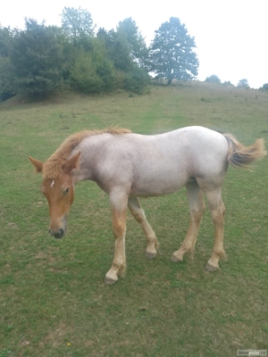 De Vânzare o Mânză și un Mânz  - imagine 3 De Vânzare o Mânză și un Mânz  - imagine 3