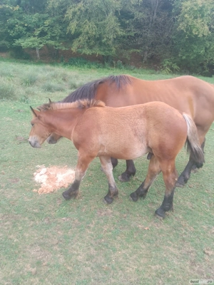 De Vânzare o Mânză și un Mânz  - imagine 4 De Vânzare o Mânză și un Mânz  - imagine 4