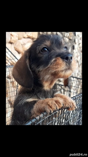Caței Teckel sârmos - imagine 2 Caței Teckel sârmos - imagine 2