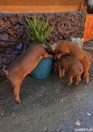 Scrofițe si Masculi Durok      