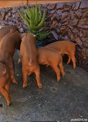 Scrofițe si Masculi Durok       - imagine 2 Scrofițe si Masculi Durok       - imagine 2