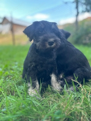 Căței Schnauzer pitic - imagine 2 Căței Schnauzer pitic - imagine 2