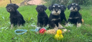 Căței Schnauzer pitic - imagine 5 Căței Schnauzer pitic - imagine 5