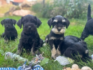 Căței Schnauzer pitic - imagine 4 Căței Schnauzer pitic - imagine 4