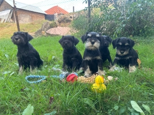 Căței Schnauzer pitic - imagine 7 Căței Schnauzer pitic - imagine 7