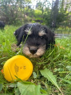 Căței Schnauzer pitic - imagine 9 Căței Schnauzer pitic - imagine 9