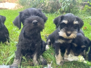 Căței Schnauzer pitic - imagine 3 Căței Schnauzer pitic - imagine 3