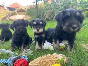 Căței Schnauzer pitic - imagine 8 Căței Schnauzer pitic - imagine 8