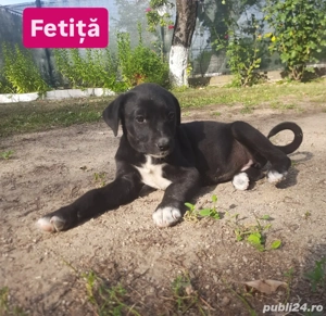 Cățeluși spre adopție [VACCINAȚI] - imagine 5