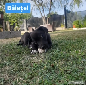 Cățeluși spre adopție [VACCINAȚI] - imagine 4