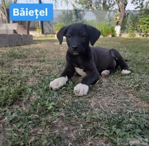 Cățeluși spre adopție [VACCINAȚI] - imagine 2