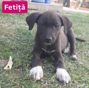 Cățeluși spre adopție [VACCINAȚI] - imagine 3