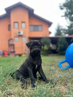 Pug, mops superb!  - imagine 2 Pug, mops superb!  - imagine 2