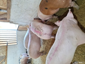 primesc arvune pentru Crăciun  - imagine 2 primesc arvune pentru Crăciun  - imagine 2