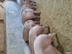 primesc arvune pentru Crăciun  - imagine 3 primesc arvune pentru Crăciun  - imagine 3