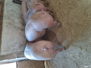 primesc arvune pentru Crăciun  - imagine 4 primesc arvune pentru Crăciun  - imagine 4