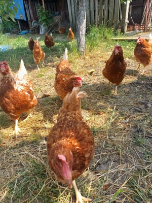 Vand ouă de găină in Micalaca