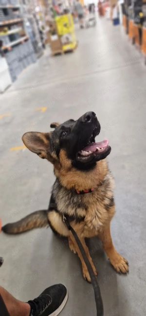 Vând femelă ciobănesc german 9 luni