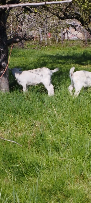 Iade sannen de vanzare